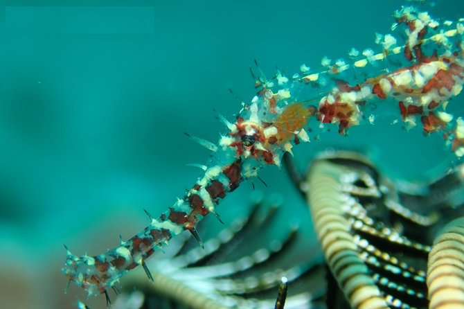 DiveGurus -Scuba Diving in Boracay - Who will enjoy this most