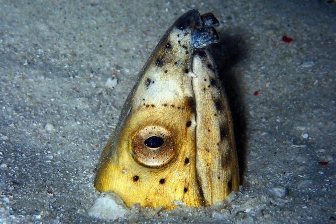 DiveGurus -Scuba Diving in Boracay - Choosing between Crocodile Island and Friday’s Rock