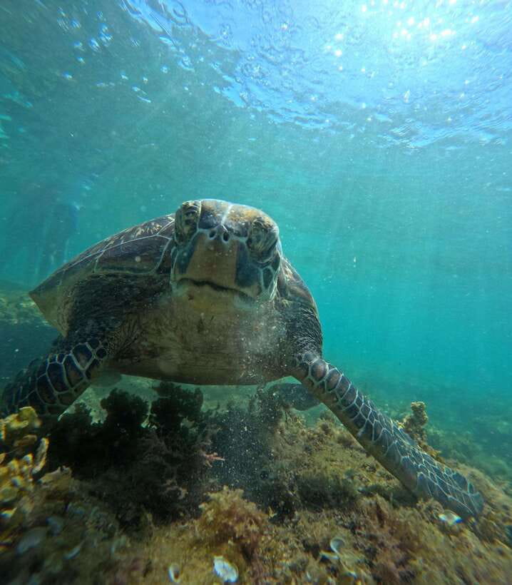 Dumaguete Apo Island Snorkel with turtle Tour - Apo Island Snorkeling at a Glance