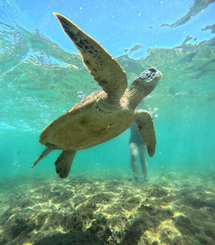 Dumaguete Apo Island Snorkel with turtle Tour - Beach Time, Trails, and the Lighthouse Option