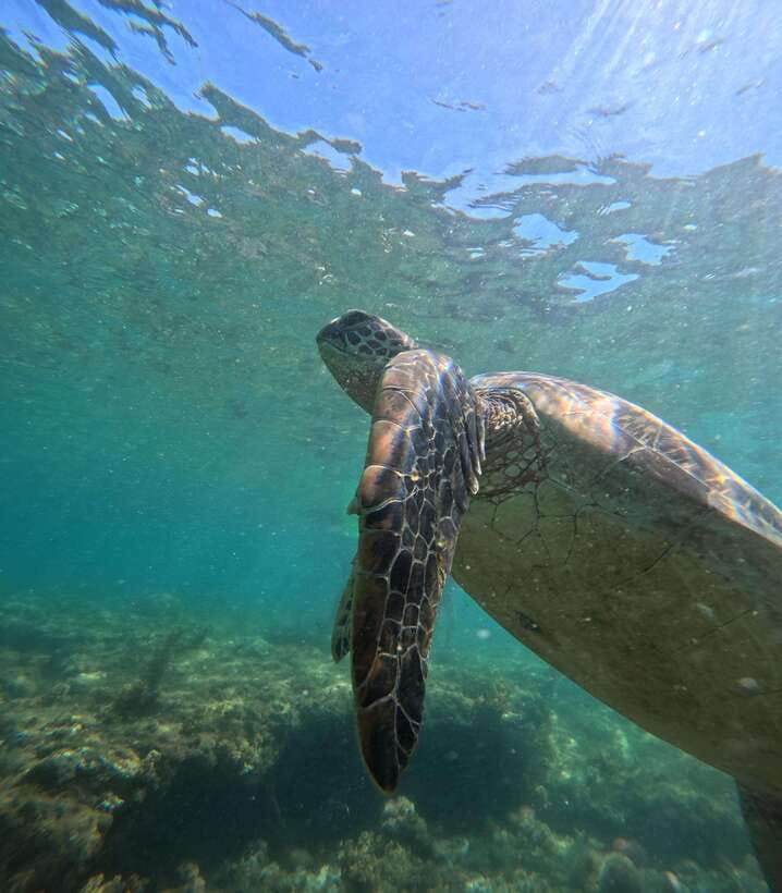 Dumaguete Apo Island Snorkel with turtle Tour - The Return to Dumaguete