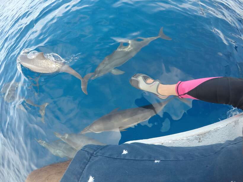 Dumaguete: Dolphin Watching & Manjuyod Sandbar Private Tour - Watching wild dolphins in Bais Bay