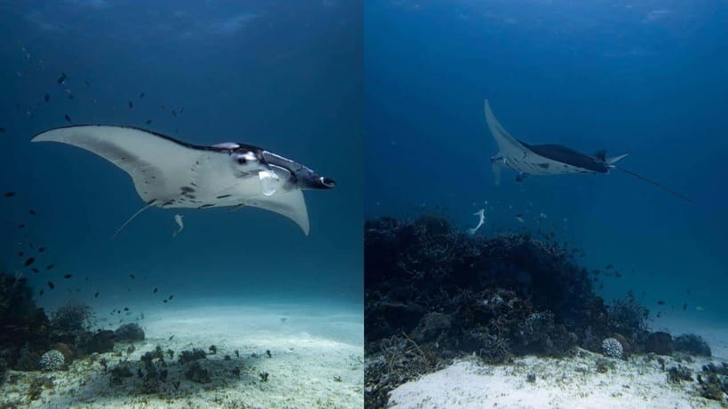El Nido: Discover Scuba Diving with Manta Rays in Sibaltan - Why Sibaltan makes sense for a first scuba experience