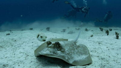 Discover Scuba Diving with Manta Rays in Sibaltan