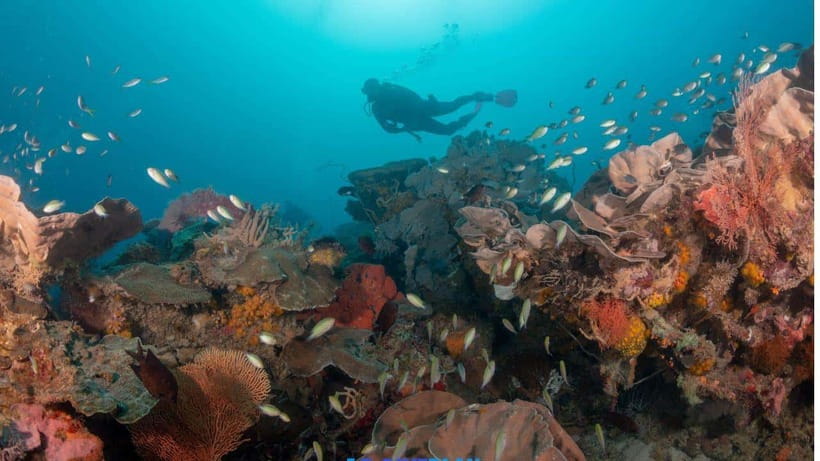 El Nido: Discover Scuba Diving with Manta Rays in Sibaltan - Your first session: skills at up to 6 meters
