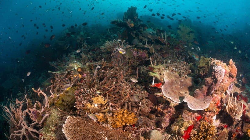 El Nido: Discover Scuba Diving with Manta Rays in Sibaltan - Brunch and a useful pause between sessions