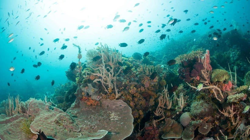 El Nido: Discover Scuba Diving with Manta Rays in Sibaltan - What the underwater setting may feel like