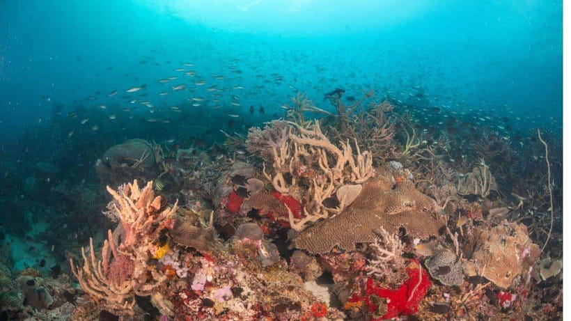 El Nido: Discover Scuba Diving with Manta Rays in Sibaltan - Who should book this experience?