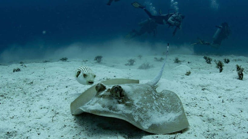 El Nido: Manta Ray Diving Experience in Sibaltan - Certification, Fitness, and Safety Rules
