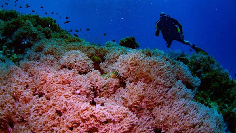 El Nido: Manta Ray Diving Experience in Sibaltan - Should You Book It?