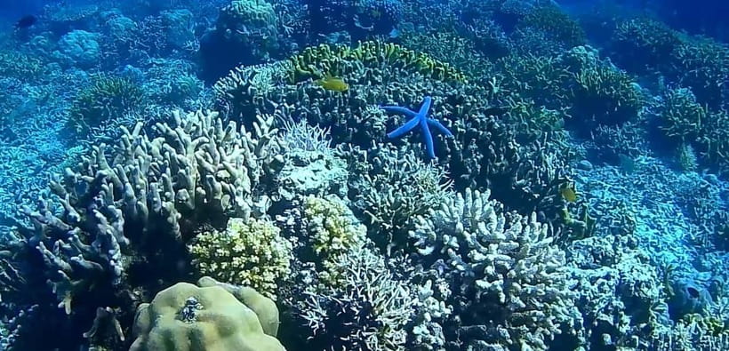 El Nido, Sibaltan: Private Snorkeling & Secret Islands Tour - The first snorkeling stop and coral life
