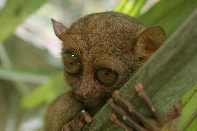 Exclusive Bohol,Philippines Chocolate Hills-Tarsier Tour - Why this private tour works well for Bohol