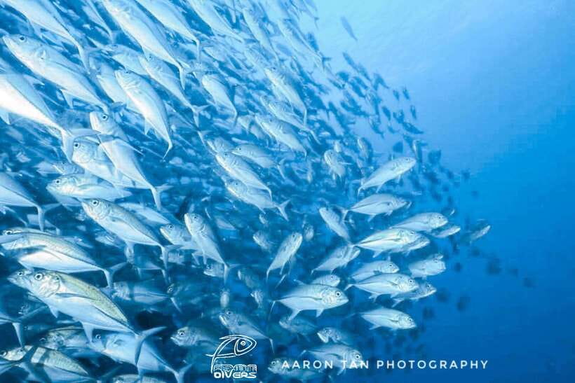 Fisheye Divers: Discover Scuba Diving - The important points at a glance