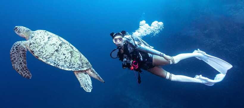 Fisheye Divers: Discover Scuba Diving - Photos, video, and the memories you take home
