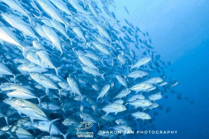 Fisheye Divers: Discover Scuba Diving - Who will enjoy this first scuba session