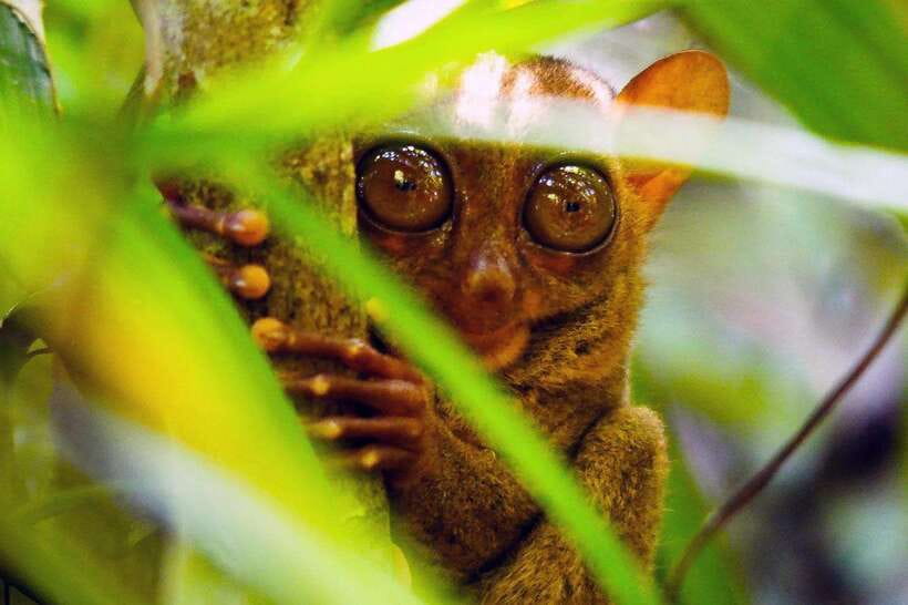 From Bohol: Countryside Private Day Tour - A long day from Tagbilaran or Panglao