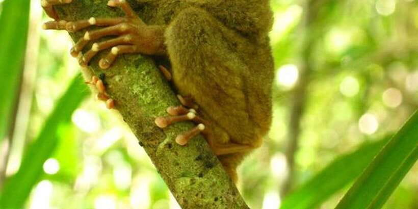 From Bohol: Full-Day Countryside Tour - Key points at a glance