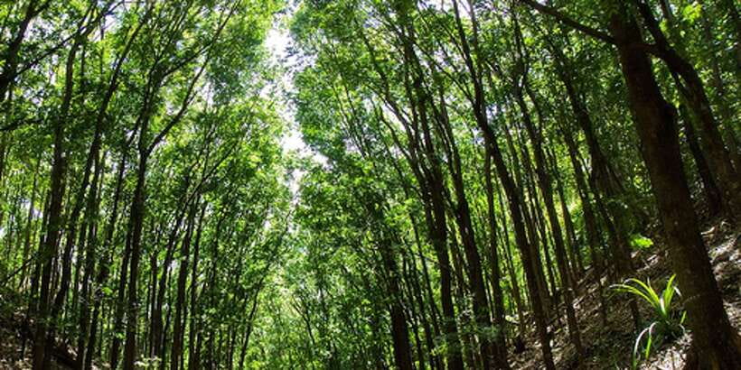 From Bohol & Panglao Island: Full-Day Bohol Tour - Why this Bohol day tour works well