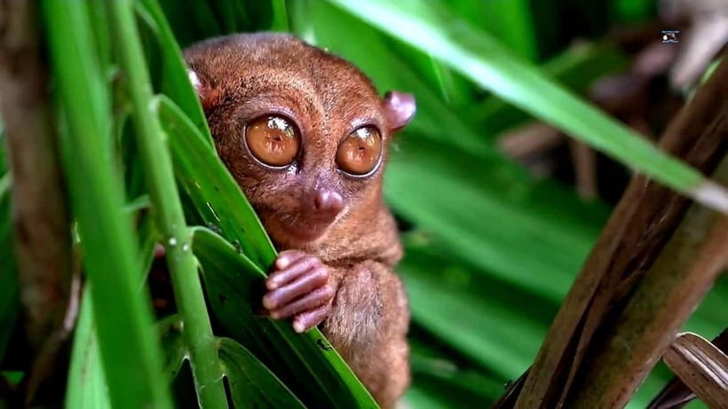 From Cebu: Bohol Countryside & Buffet Lunch Exclusive Tour - Why this Cebu to Bohol trip works