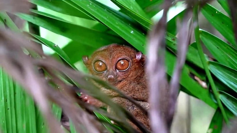 From Cebu: Bohol Countryside & Buffet Lunch Exclusive Tour - Buffet lunch on the Loboc River
