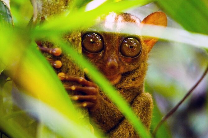 From Cebu: Bohol Countryside Private Tour & Loboc River Cruise - Key points to know before booking