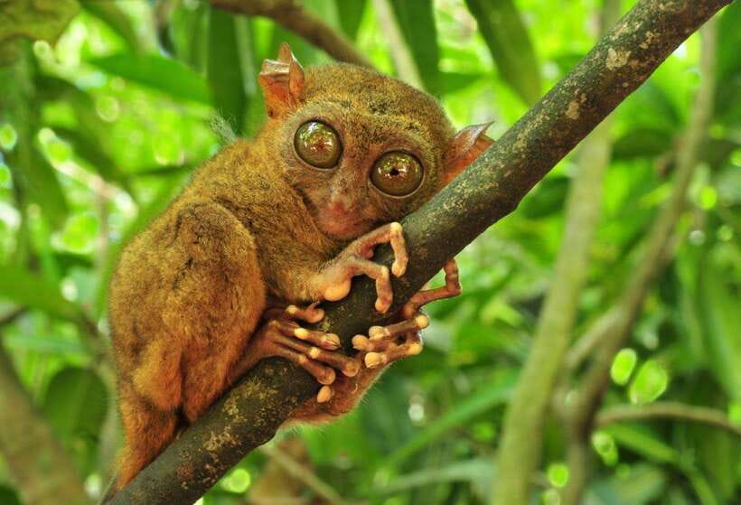 From Cebu City: Bohol Island Highlights in One Day - Key points to know before booking
