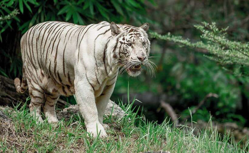 From Cebu City: Cebu Safari and Adventure Park Day Tour - African Savanna: plan around the limited hours