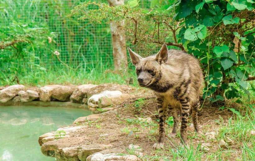 From Cebu City: Cebu Safari and Adventure Park Day Tour - The bird show at 1:45 p.m., or earlier on Sunday