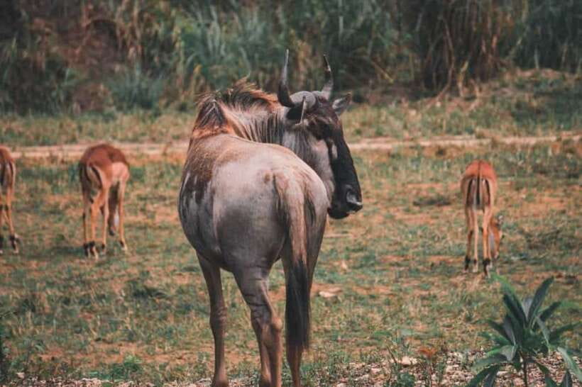 From Cebu City: Cebu Safari and Adventure Park Day Tour - Who will enjoy this day tour most?