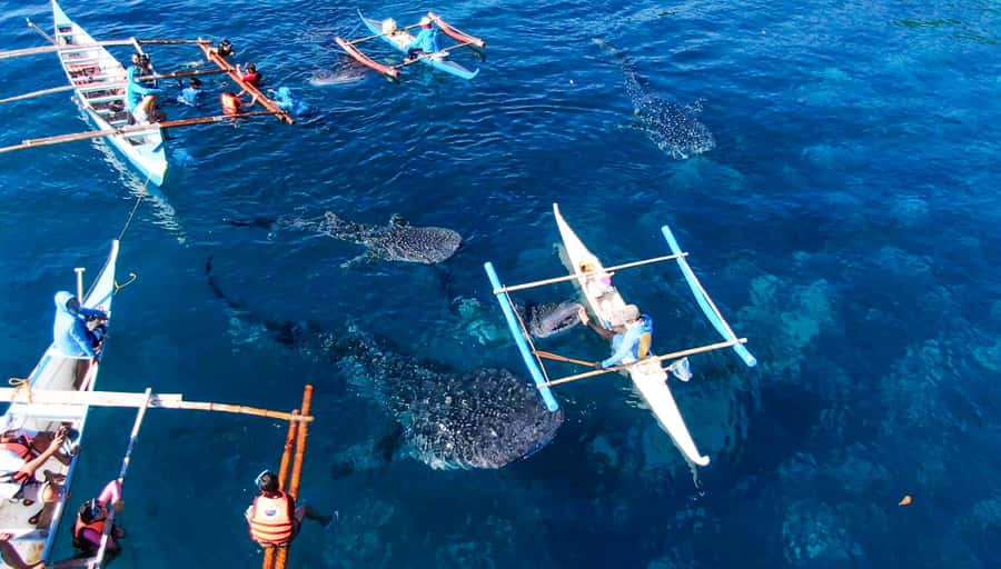 From Cebu City: Scuba Diving with Whale Sharks Trip in Oslob - The 5:00 AM pickup and coastal road