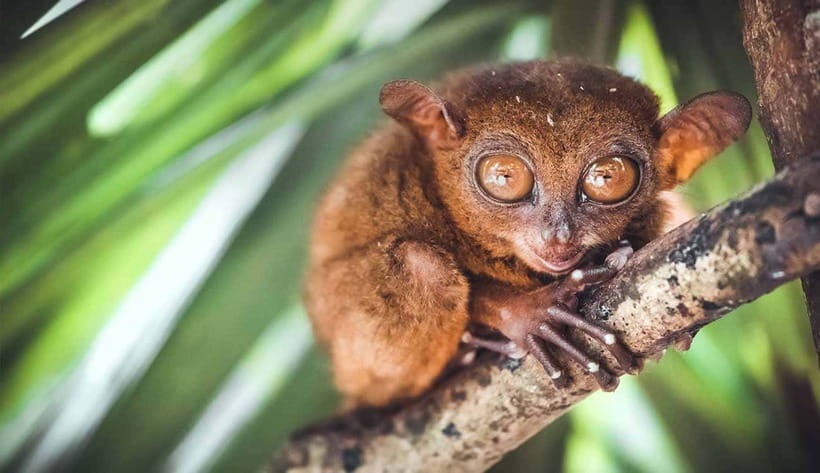 From Cebu: Full-Day Bohol Excursion - Key points at a glance