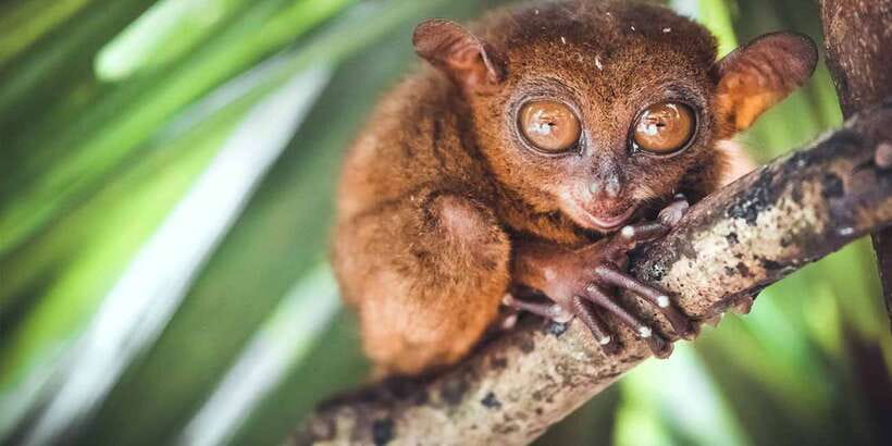 From Cebu: Full-Day Bohol Excursion - Driving through the Mahogany Man-Made Forest