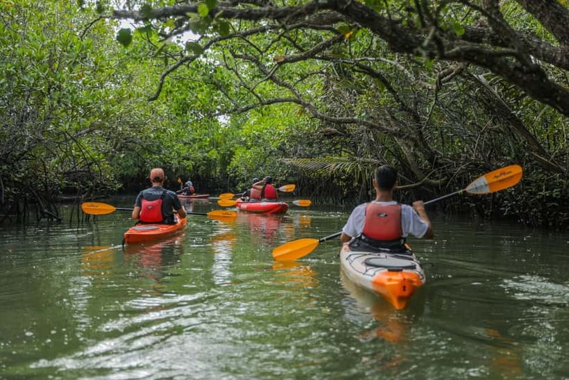 From Tagbilaran City/Panglao Island: Bohol Mangrove Kayaking - Why the Abatan River is worth your morning