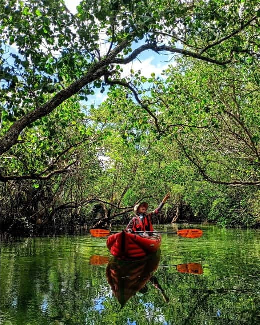 From Tagbilaran City/Panglao Island: Bohol Mangrove Kayaking - Through the mangrove tunnels
