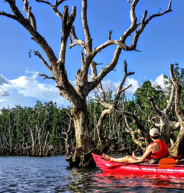 From Tagbilaran City/Panglao Island: Bohol Mangrove Kayaking - Who will enjoy this most?