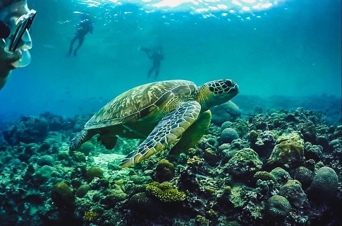 Full-Day Moalboal Islands and Kawasan Falls Small-Group Tour from Cebu - Pescador Island and the open-water stop