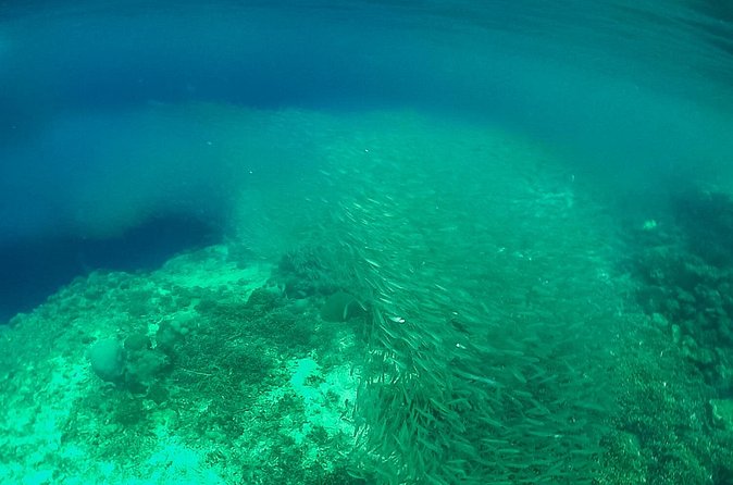 Full-Day Moalboal Islands and Kawasan Falls Small-Group Tour from Cebu - What the $187 price really buys