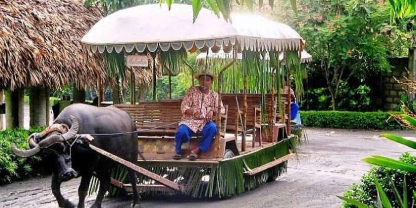 Full Day Tour Villa Escudero Plantation - Pools, music, and the final dance show