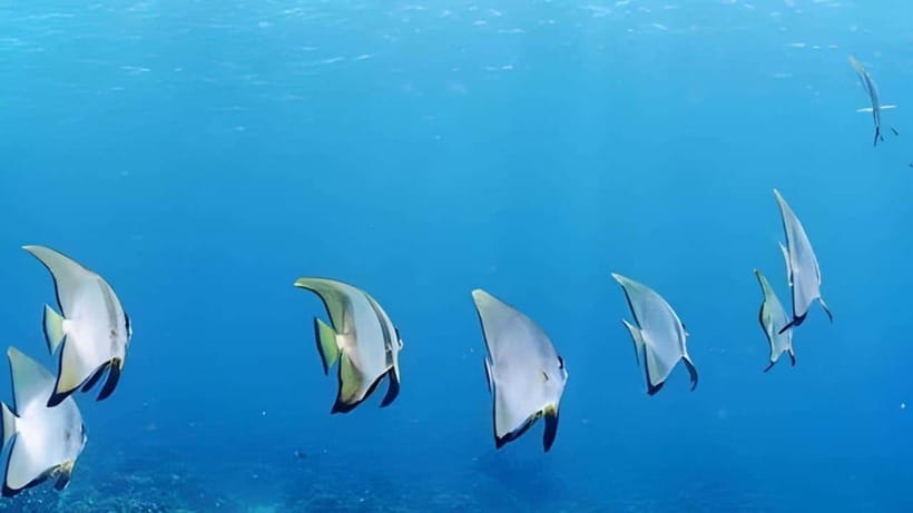 Mactan Island Hopping Gilutungan, Caohagan, Nalusuan + Lunch - What this $132 day actually gives you