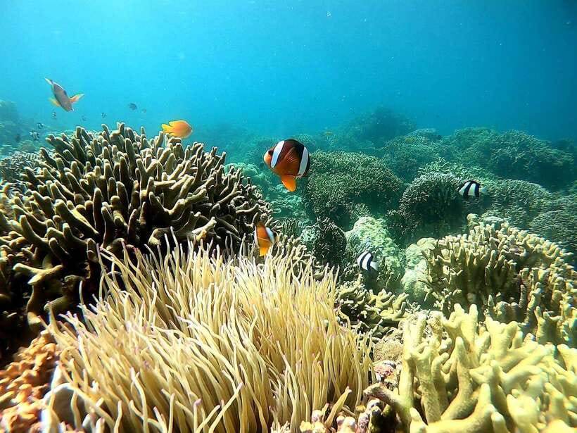 Mactan Island Hopping Gilutungan, Caohagan, Nalusuan + Lunch - Who will enjoy this island day most