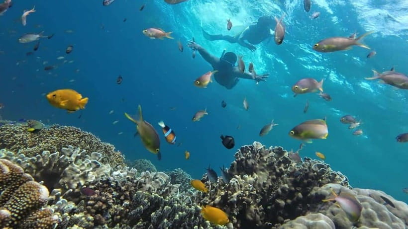 Moalboal: Pescador Island Hopping Adventure and Sardine Run - Starting from Cebu City or Moalboal