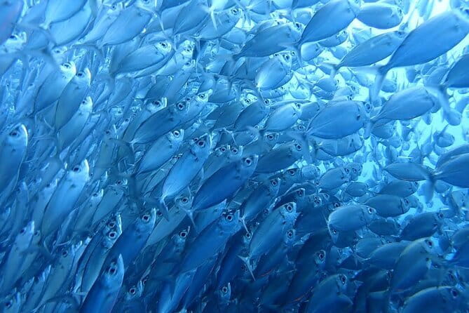 Moalboal Sardine Run, Sea Turtle and Mantayupan Falls - Why this Cebu day trip works so well