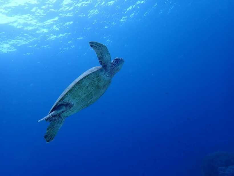 Moalboal Sardine Run, Sea Turtle & Mantayupan Falls - Guide quality can shape the whole day