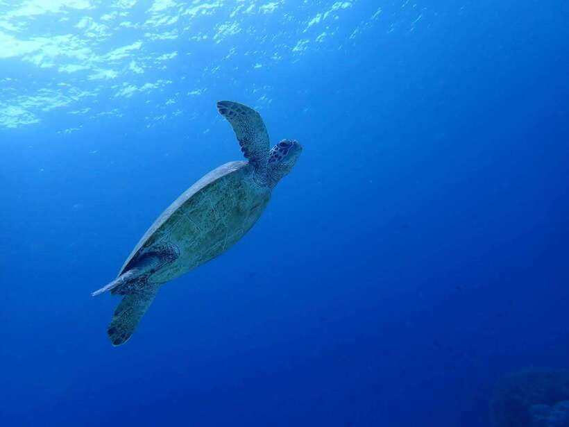 Moalboal Sardine Run, Sea Turtle & Mantayupan Falls - The 4:00 to 5:00 a.m. pickup from Cebu