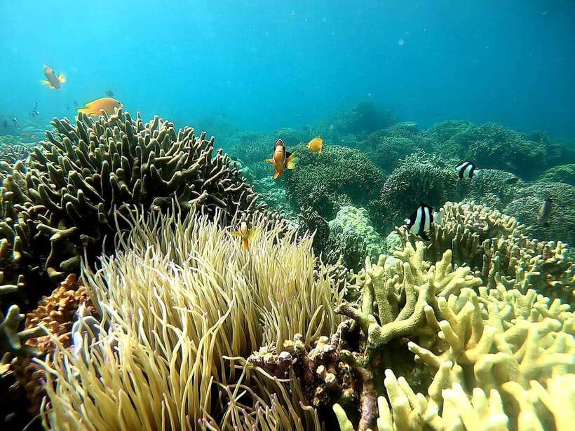 Moalboal: Sardine Run Snorkeling & Kawasan Canyoneering - Two famous Cebu water adventures in one day