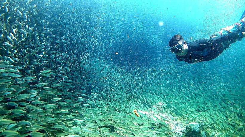 Moalboal: Sardine Run Snorkeling & Kawasan Canyoneering - Moalboal’s sardine run, close to the beach