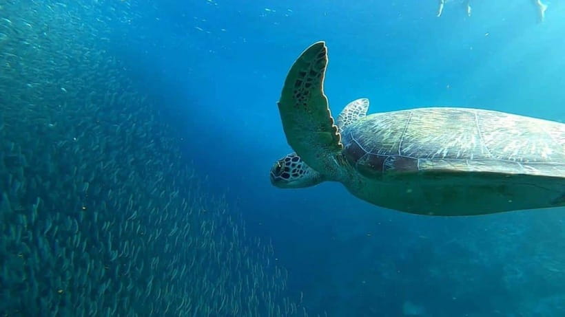 Moalboal: Sardine Run, Turtles and Pescador Island Hopping - Why Moalboal’s marine day is so popular