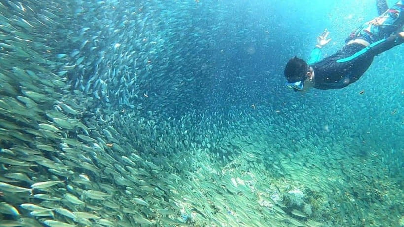 Moalboal: Sardine Run, Turtles and Pescador Island Hopping - Panagsama Beach and the famous Sardine Run