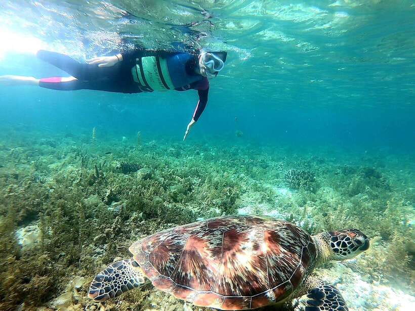 Moalboal: Sardine Run, Turtles and Pescador Island Hopping - Turtle Point and the need for responsible swimming