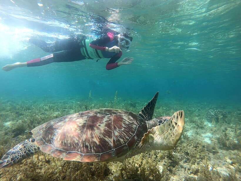 Moalboal: Sardine Run, Turtles and Pescador Island Hopping - Pescador Island: the best setting for snorkeling